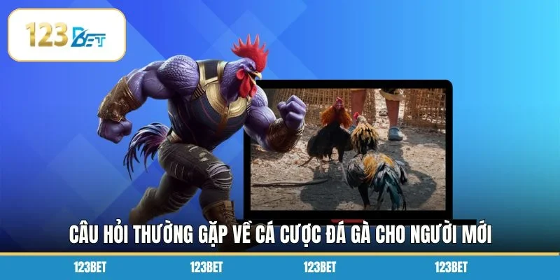 Câu hỏi thường gặp về cá cược đá gà cho người mới 
